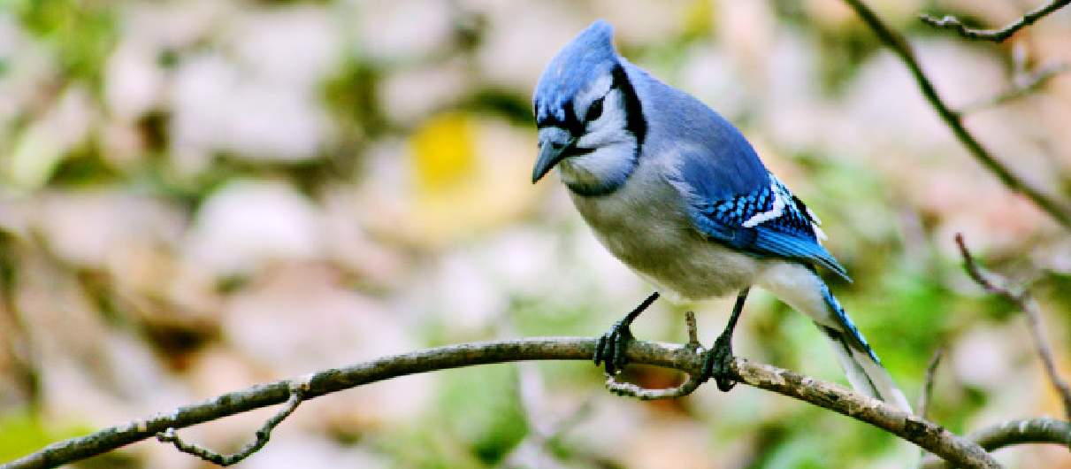 TRCA Spring Bird Festival